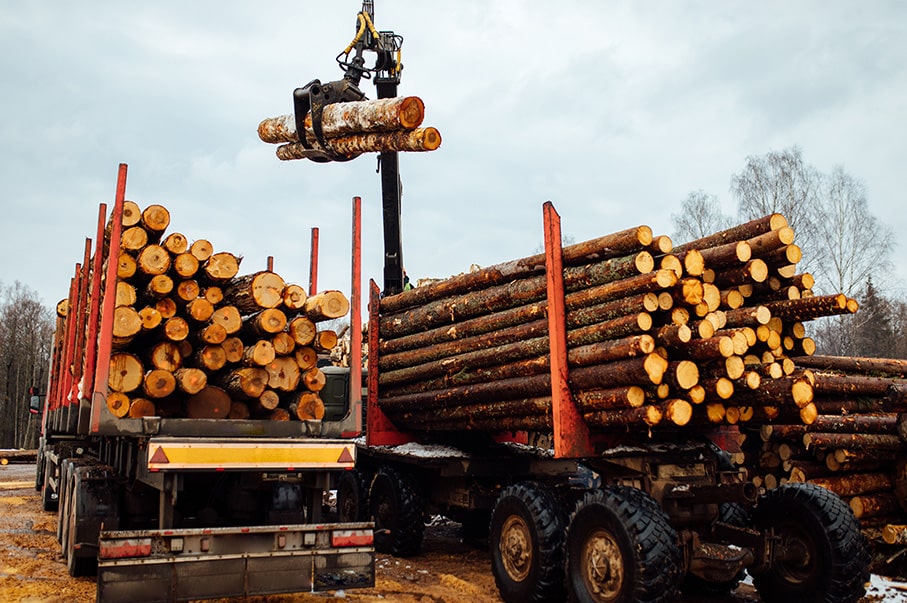 La grue charge les bois
